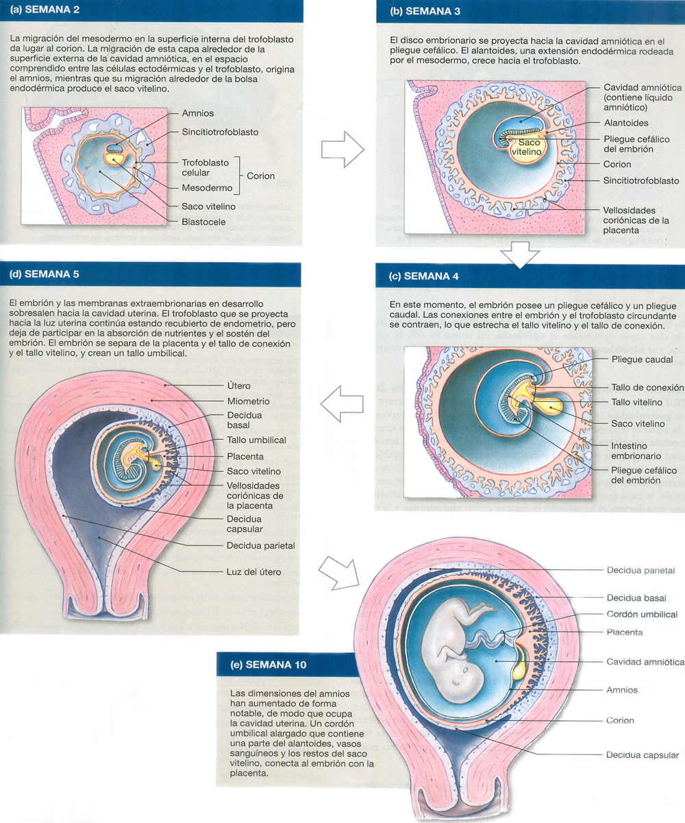 Desarrollo Embrion Utero Semanas