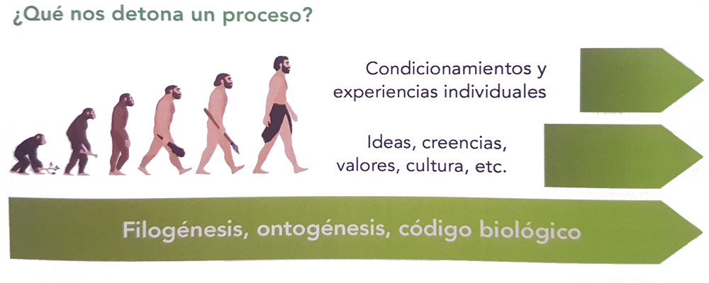 Filogenesis Ontogenesis Codigo Biologico Grafica