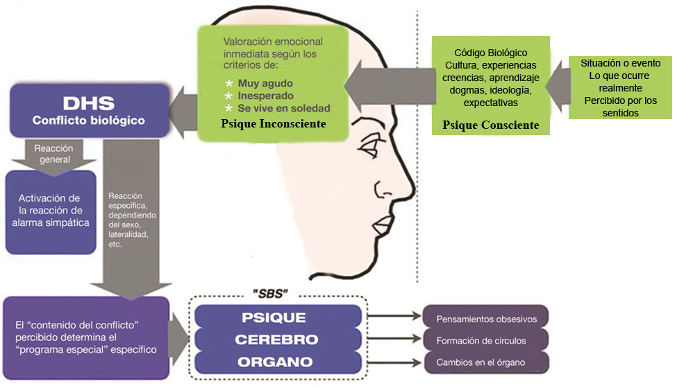 DHS Psique Cerebro Organo Secuencia Grafica