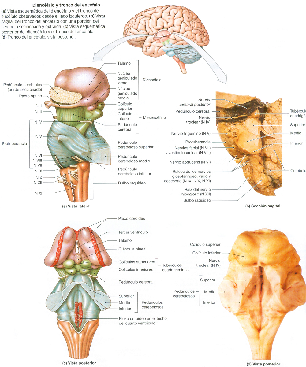 Encefalo Cerebro Diencefalo Tronco Cerebral
