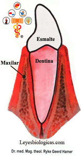 Diente Anatomia Esmalte Maxilar Dentina Hueso