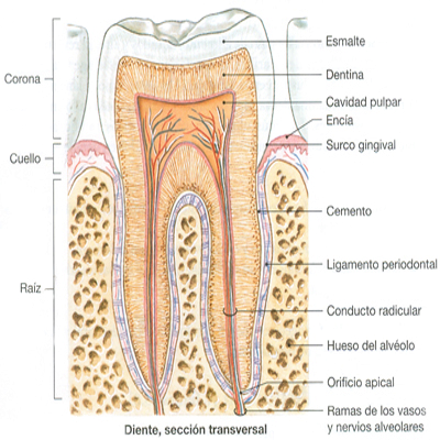 Diente Anatomia Raiz Cuello Corona Esmalte Dentina
