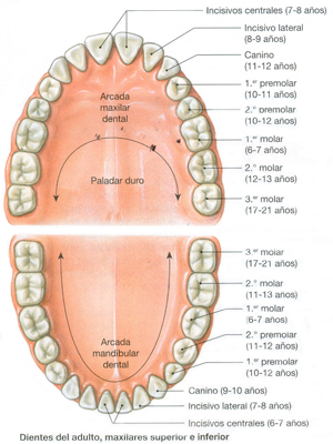 Dientes Superiores Inferiores Dentadura Adulto Caninos Incisivos Premolares Molares Maxilar Mandibula