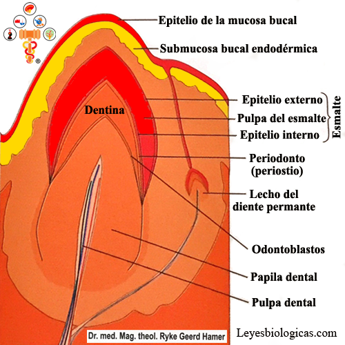 Diente Oculto Formacion Crecimiento Partes Estructura Submucosa Tejidos