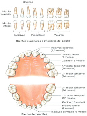 Dientes Superiores Inferiores Dentadura Temporal Caninos Incisivos Premolares Molares