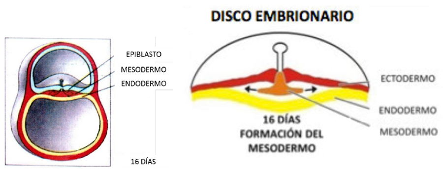 Disco Embrionario Formacion Mesodermo 16 Dias