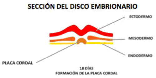 Seccion Disco Embrionario Formacion Placa Cordal 18 Dias