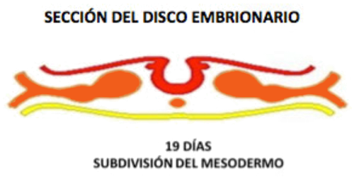 Seccion Disco Embrionario Subdivision Mesodermo 19 Dias