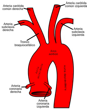 Arco Aortico Arterias Carotidas Subclavias Coronarias Ectodermo