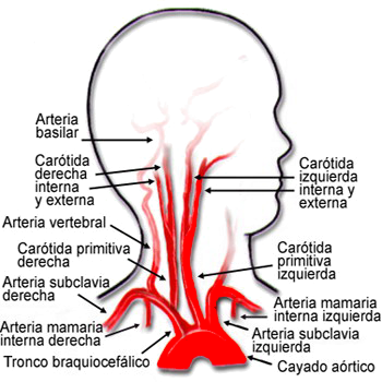Arco Aortico Arterias Carotidas Subclavias Coronarias Cuello Anatomia Ectodermo