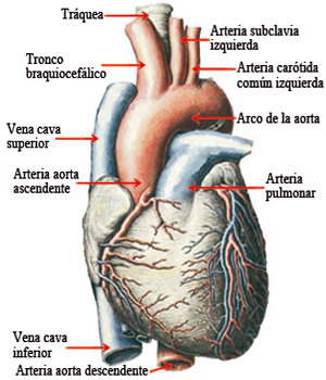 Arco Aortico Arterias Carotidas Subclavias Coronarias Corazon Anatomia Ectodermo