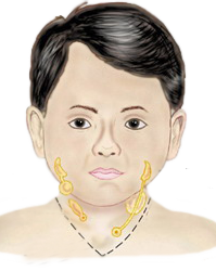 Niño Vestigios Arcos Branquiales Faringeos Anatomia