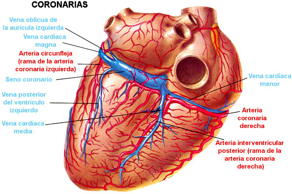 Corazon Arterias Venas Coronarias Irrigacion Ectodermo