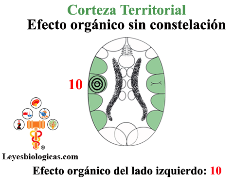 Cuarta Regla Balanza Maniaco Depresiva Corteza Territorial Efecto Organico Primer Impacto