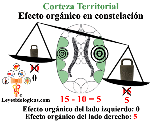 Cuarta Regla Balanza Maniaco Depresiva Corteza Territorial Efecto Organico Segundo Impacto
