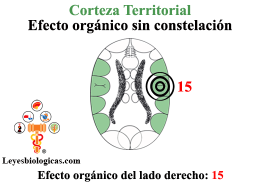 Cuarta Regla Balanza Maniaco Depresiva Corteza Territorial Efecto Organico Primer Impacto