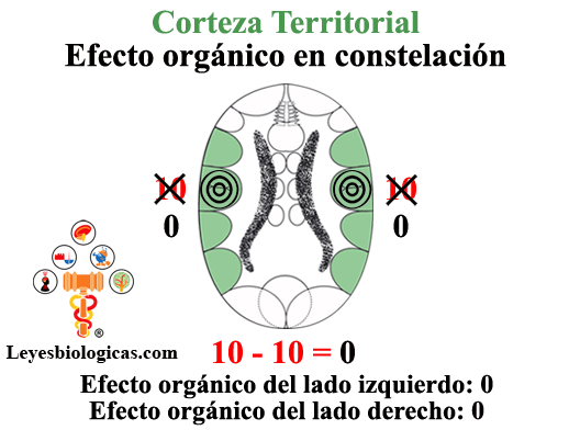 Cuarta Regla Balanza Maniaco Depresiva Corteza Territorial Efecto Organico Segundo Impacto