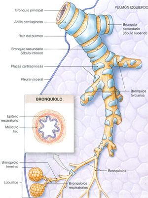 Bronquios Bronquiolos Alveolos Pulmones Anatomia