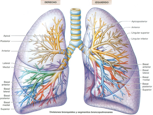 Pulmones Derecho Izquierdo Bronquios Divisiones