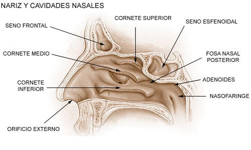 Cavidad Nasal Nariz Cornetes Senos Organos Anatomia