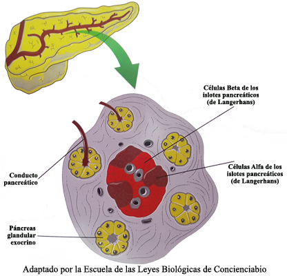 Celulas Alfa Langerhans Pancreas Anatomia
