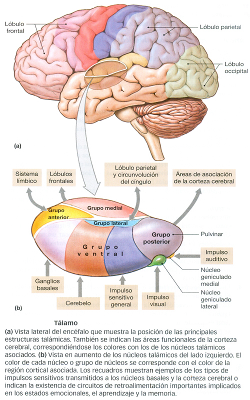 Cerebro Talamo Diencefalo Anatomia