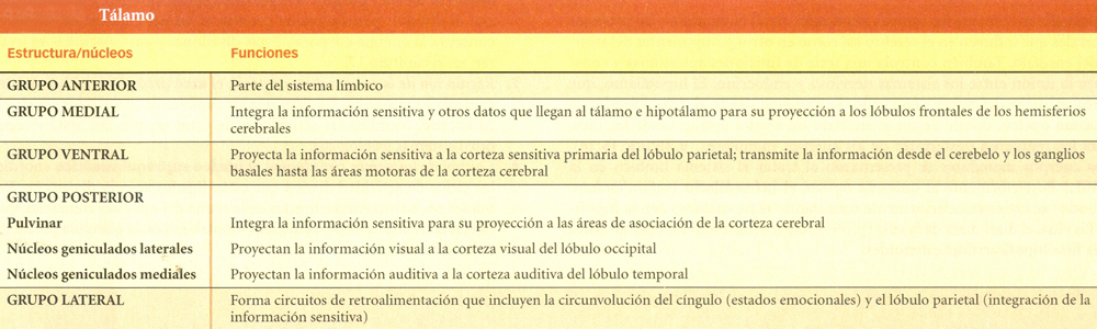 Tabla Cerebro Talamo Grupos Diencefalo