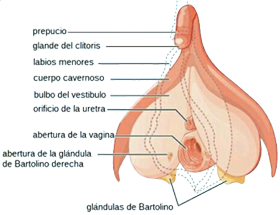 Organos Reproductores Femeninos Clitoris Glande Prepusio Labios Vulva Vagina