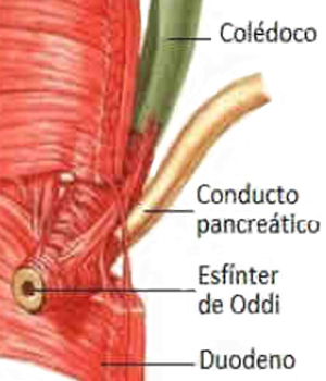 Esfinter Oddi Duodeno Conducto Pancreatico Coledoco