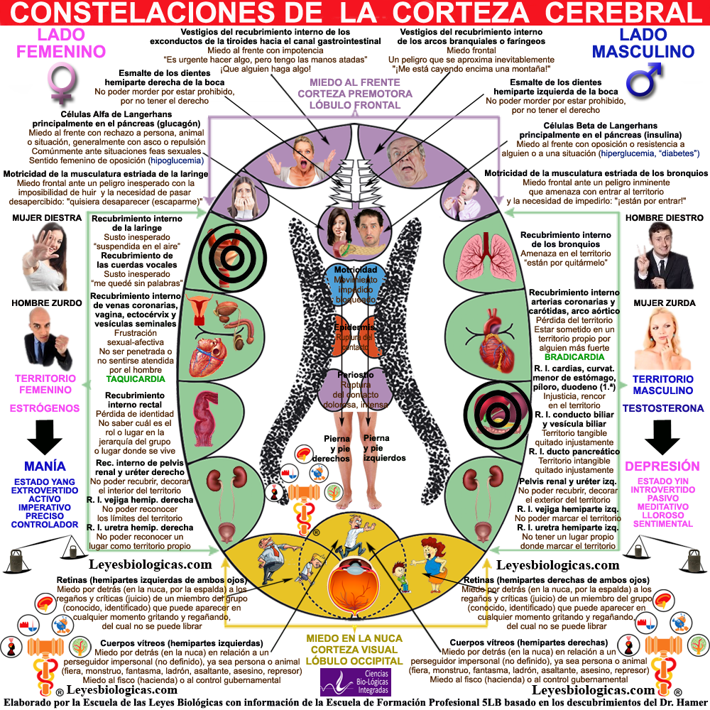 Constelacion Corteza Cerebral Territorial Autista