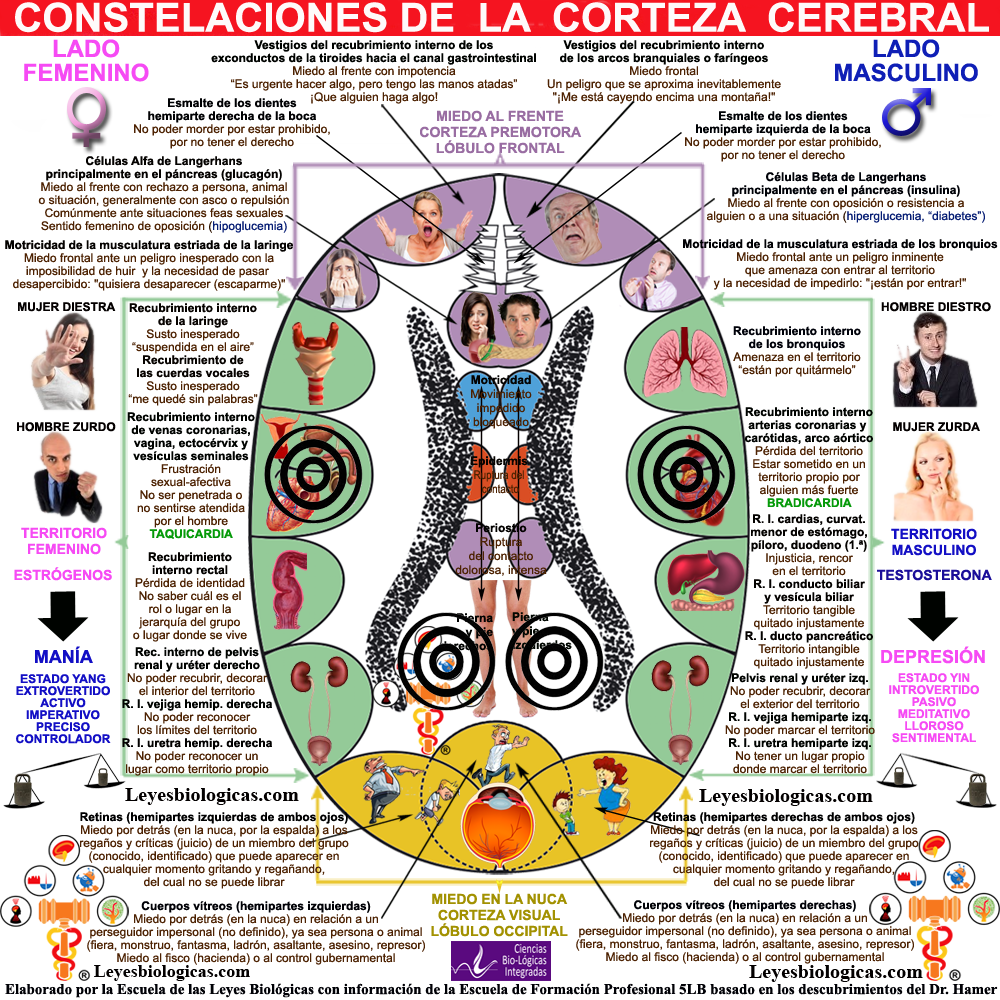 Constelacion Corteza Cerebral Territorial Casanova Hombres