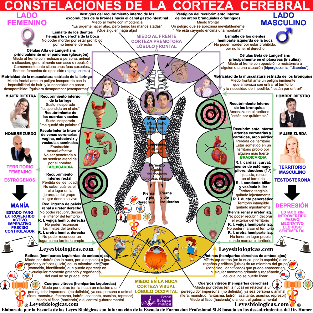 Constelacion Corteza Cerebral Territorial Comunicativa Compulsiva