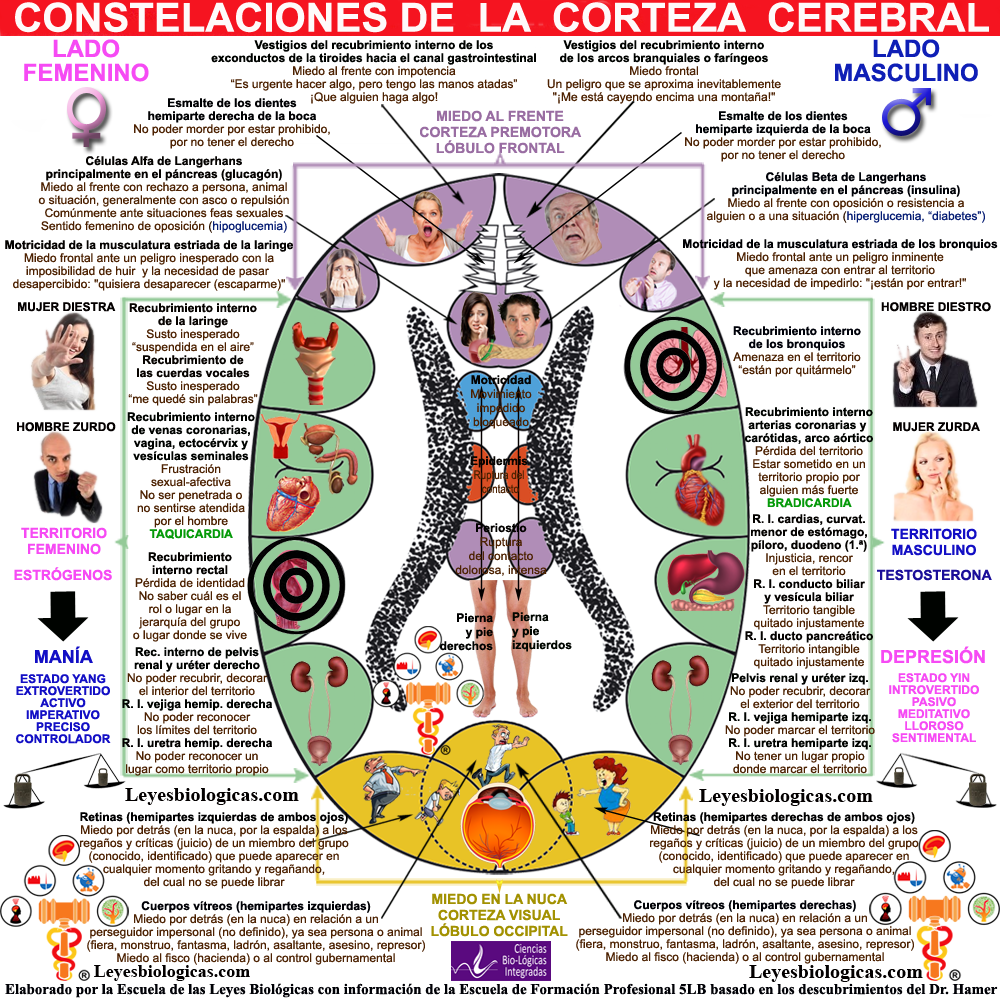 Constelacion Corteza Cerebral Territorial Comunicativa