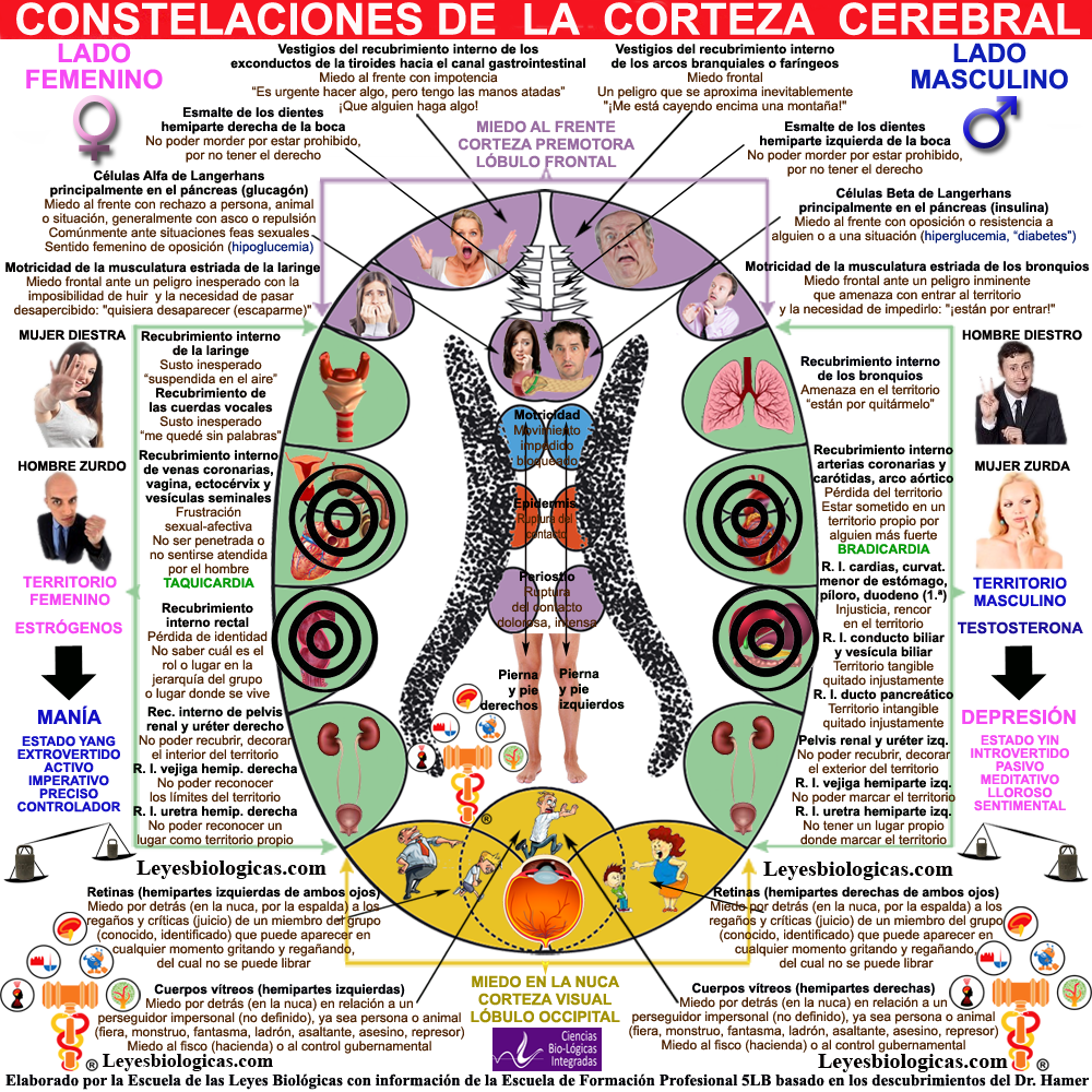 Constelacion Corteza Cerebral Territorial Patron Mania Homicida