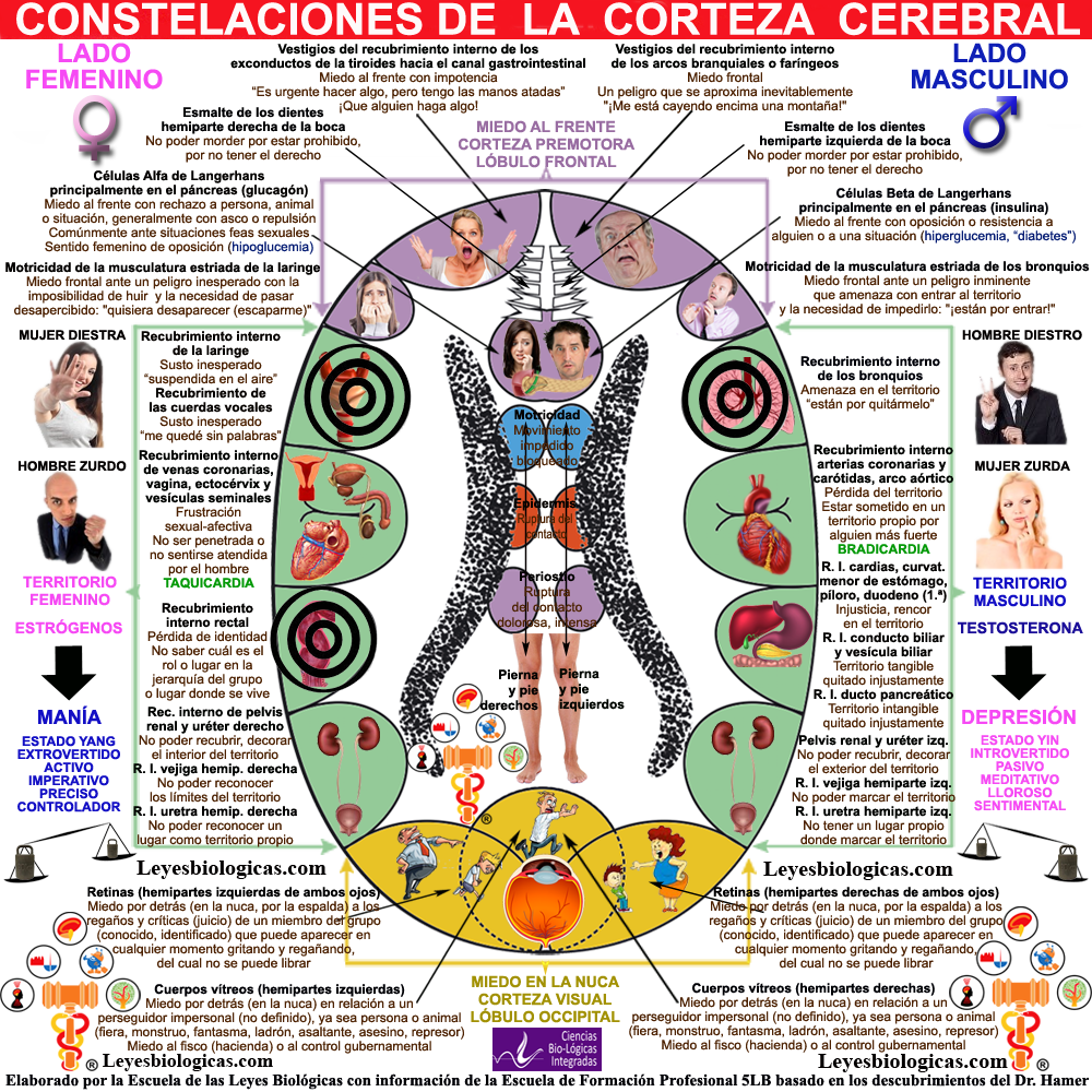 Constelacion Corteza Cerebral Territorial Narcisista Mitomana Maniaca