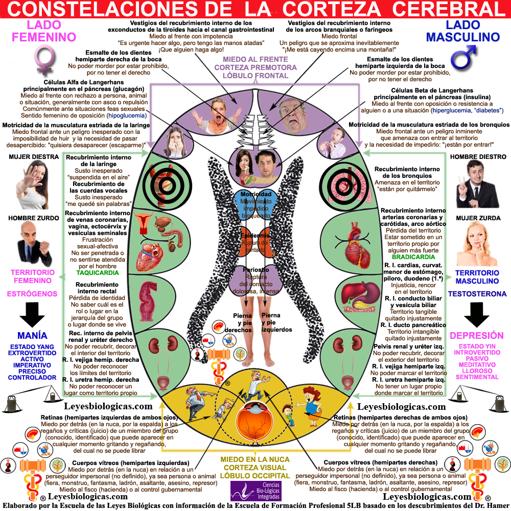 Constelacion Corteza Cerebral Territorial Planeante