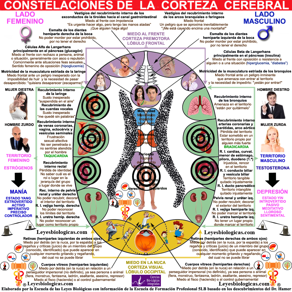 Constelacion Corteza Cerebral Anorexica Grave