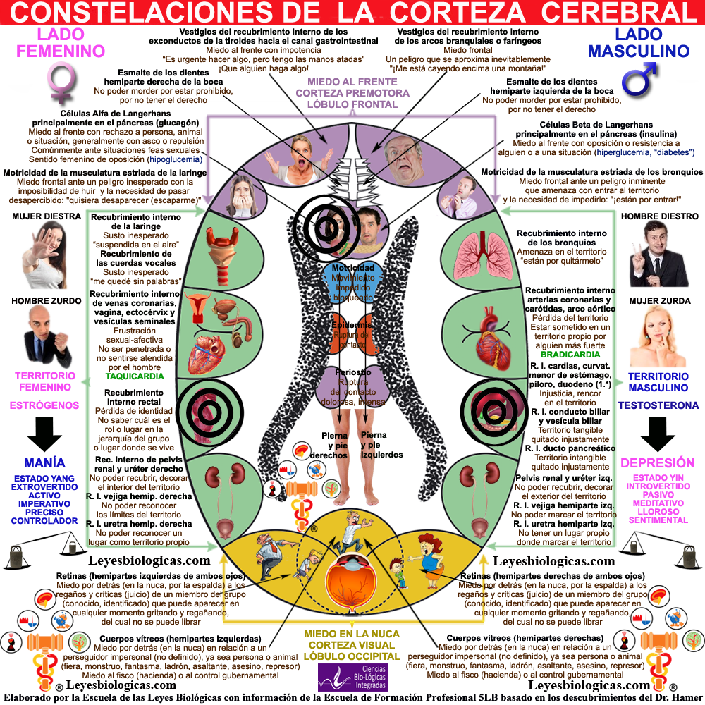 Constelacion Corteza Cerebral Bulimica Compulsiva