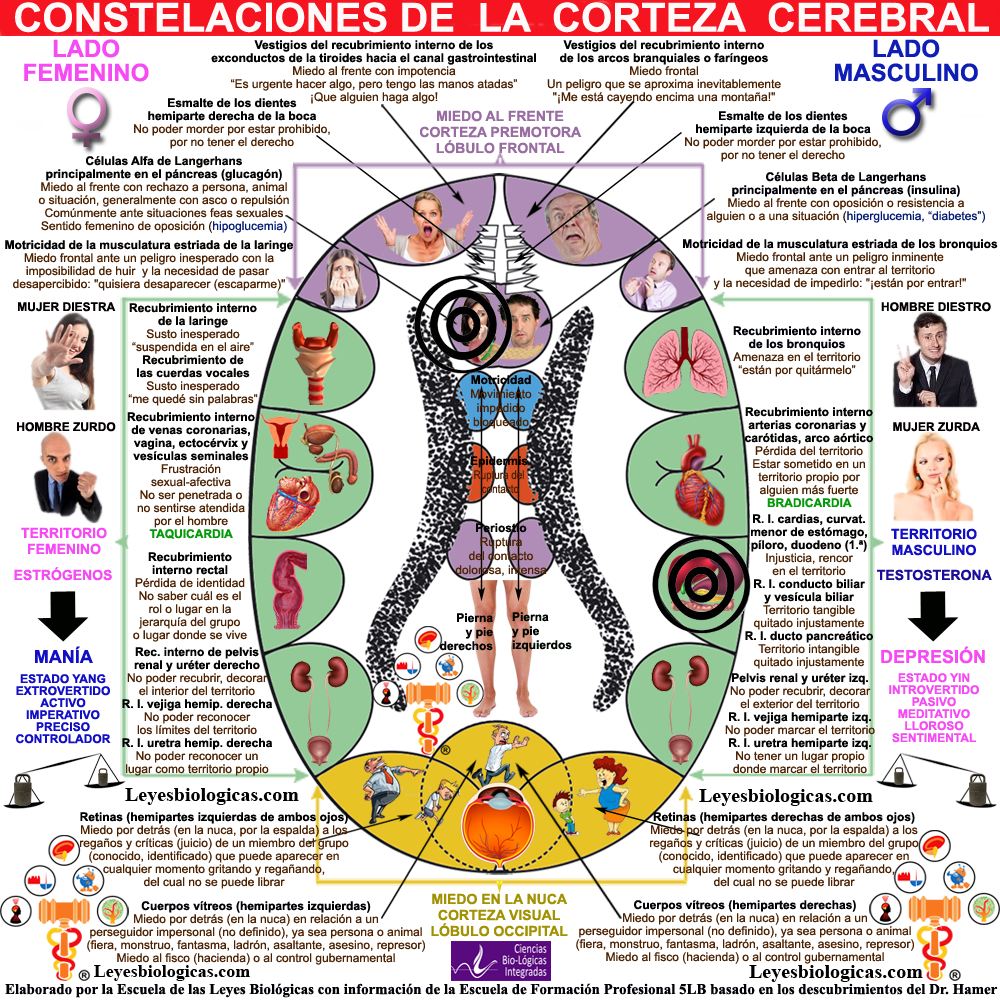Constelacion Corteza Cerebral Bulimica