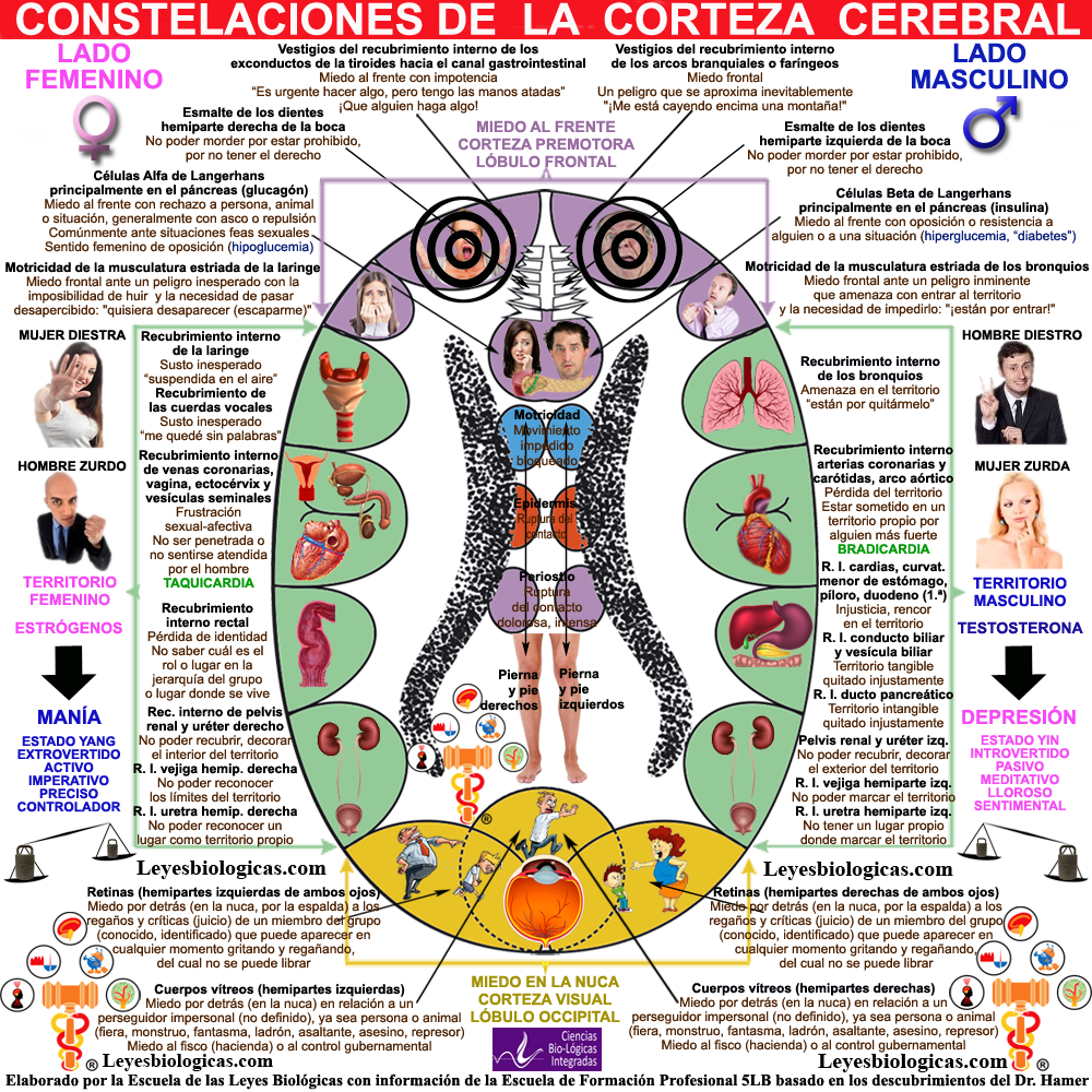 Constelacion Corteza Cerebral Frontal