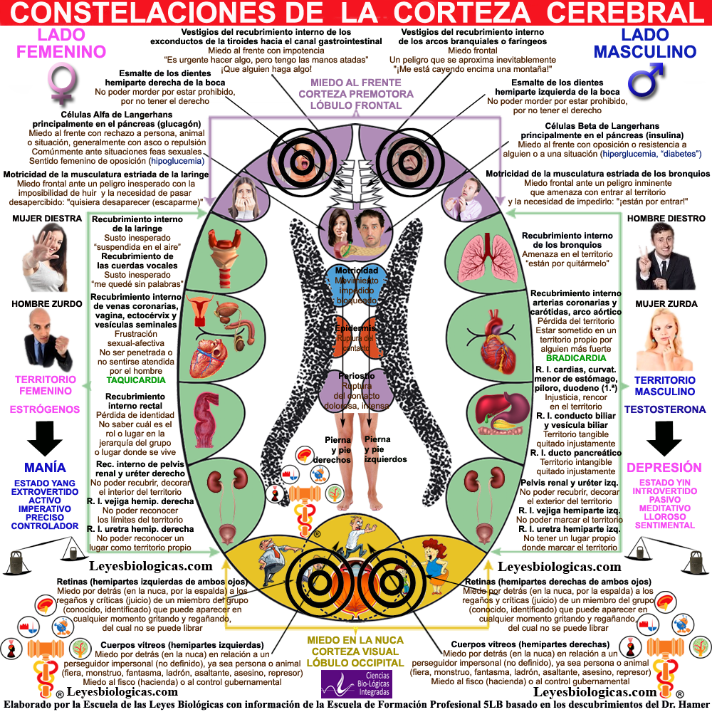 Constelacion Corteza Cerebral Fronto Occipital