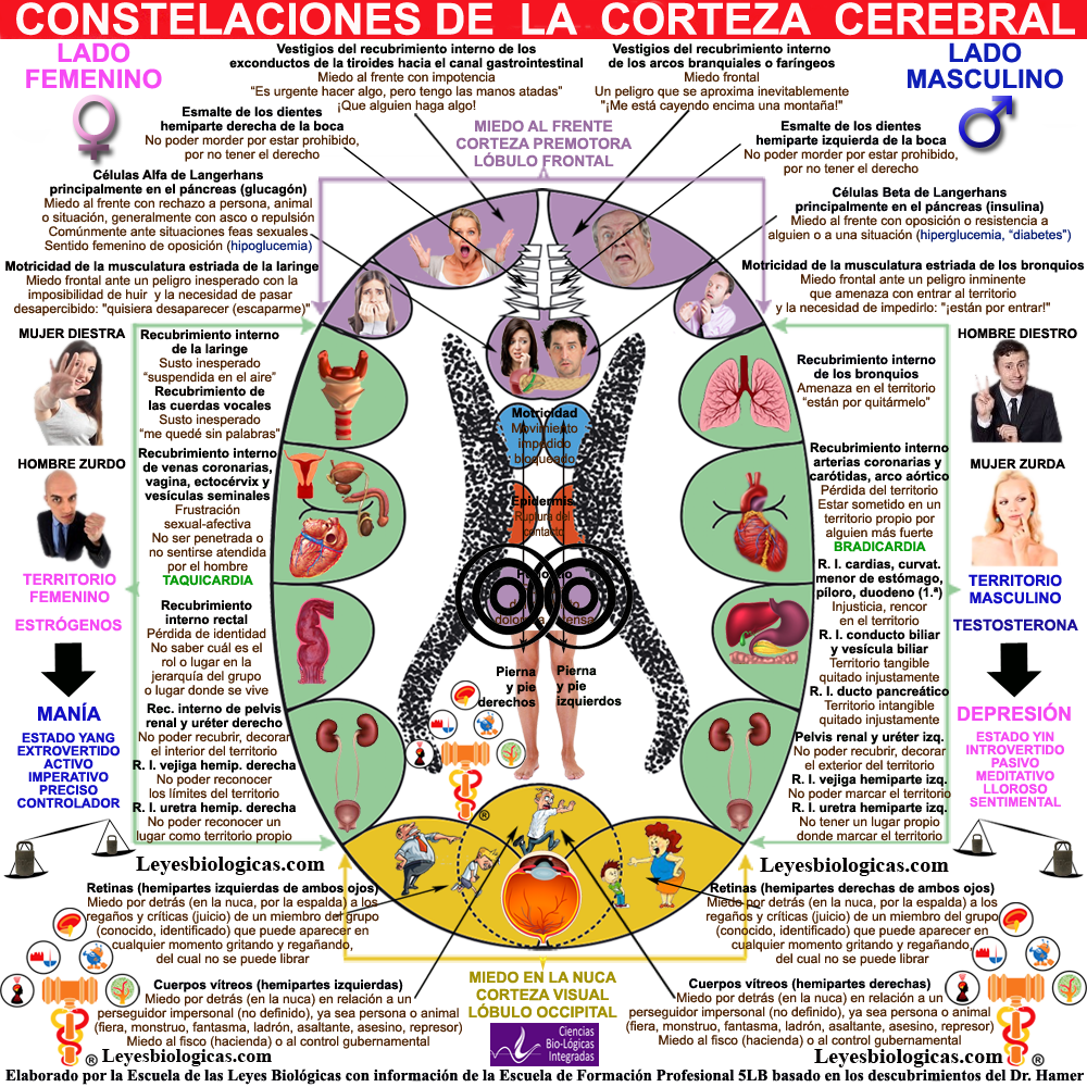 Constelacion Corteza Cerebral Postsensorial