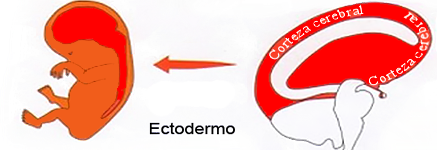 Ectodermo Corteza Cerebral