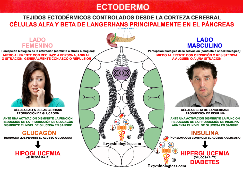 Corteza Cerebral Premotora Frontal Celulas Alfa Beta Langerhans Pancreas Insulina Glucagon Hipoglucemia Hiperglucemia