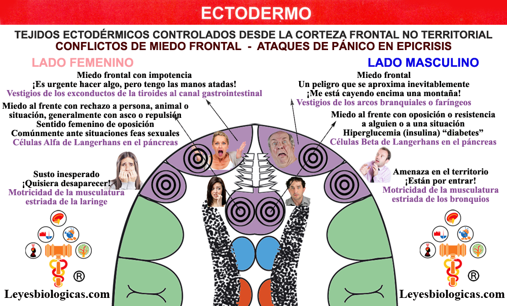Corteza Cerebral Premotora Frontal Reles Organos Ectodermo Ataques Panico Estado Ansioso Miedo Frontal