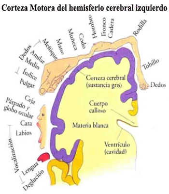 Corteza Cerebral Motora Homunculo Reles Organos Hemisferio Izquierdo