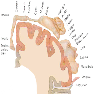 Corteza Cerebral Motora Homunculo Reles Organos Hemisferio Derecho