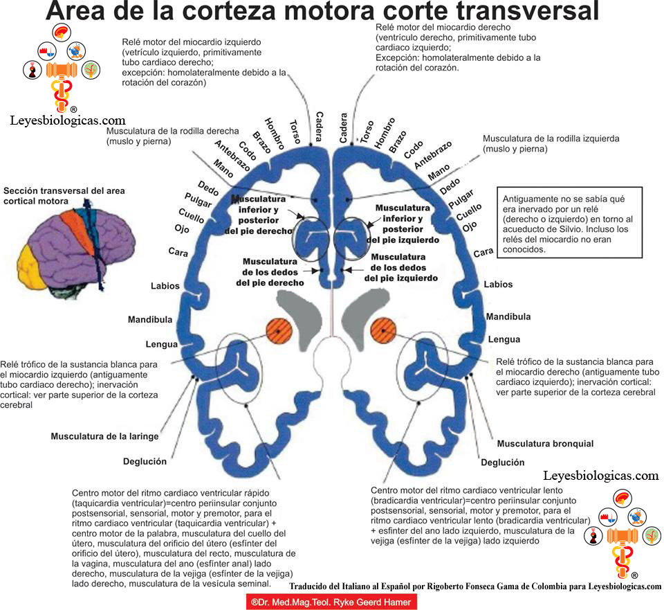 Corteza Cerebral Motora Reles Organos Motricidad