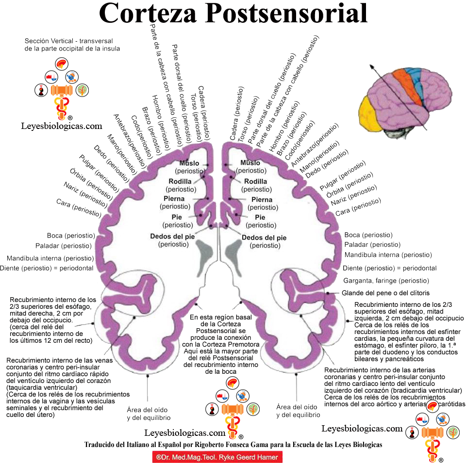 Corteza Cerebral Postsensorial Reles Organos