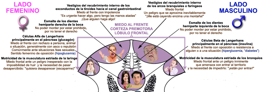 Corteza Cerebral Premotora Lobulo Frontal Miedo Frente Lados Masculino Femenino